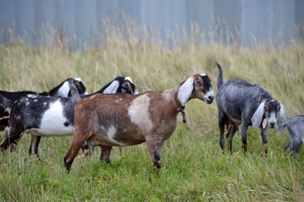 Трудности в разведении англо-нубийских коз. И почему стоит рисковать?