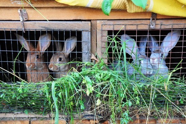 Спаривание кроликов, правила и особенности их вязки