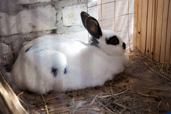 Спаривание кроликов, правила и особенности их вязки