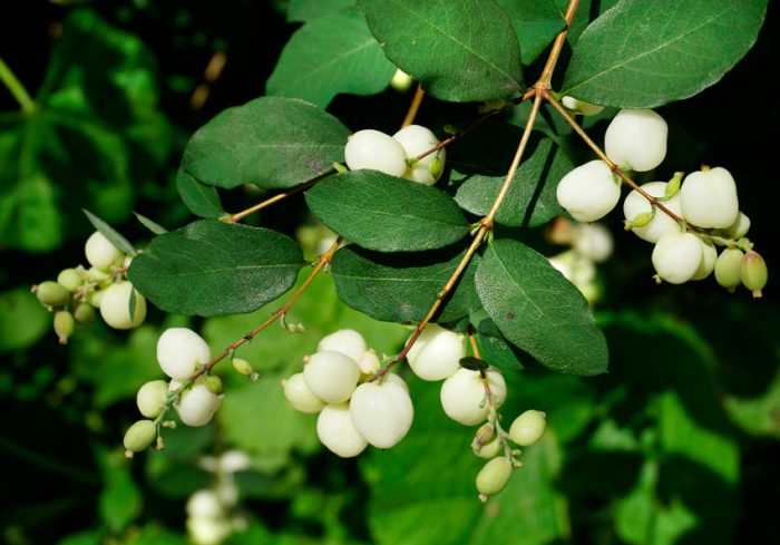 Snowberry