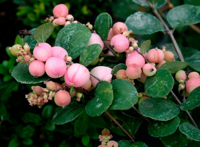 Snowberry