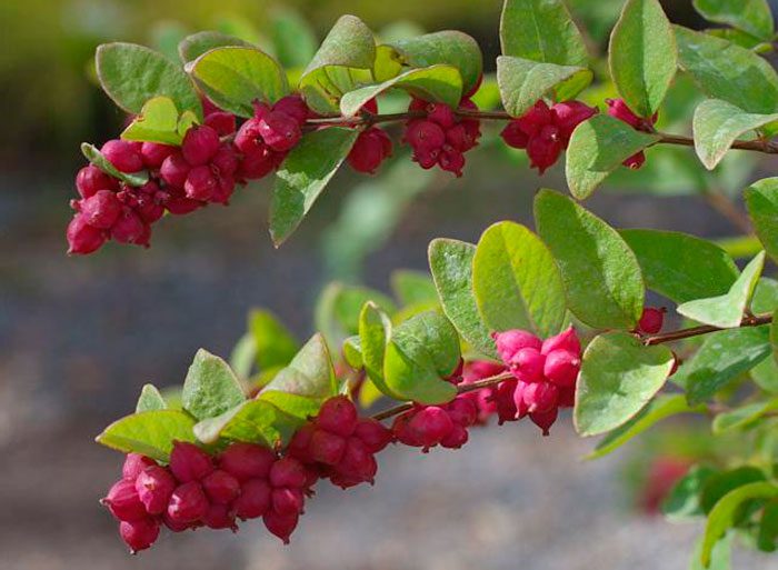 Snowberry