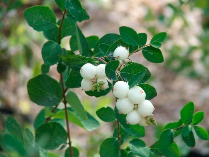 Snowberry