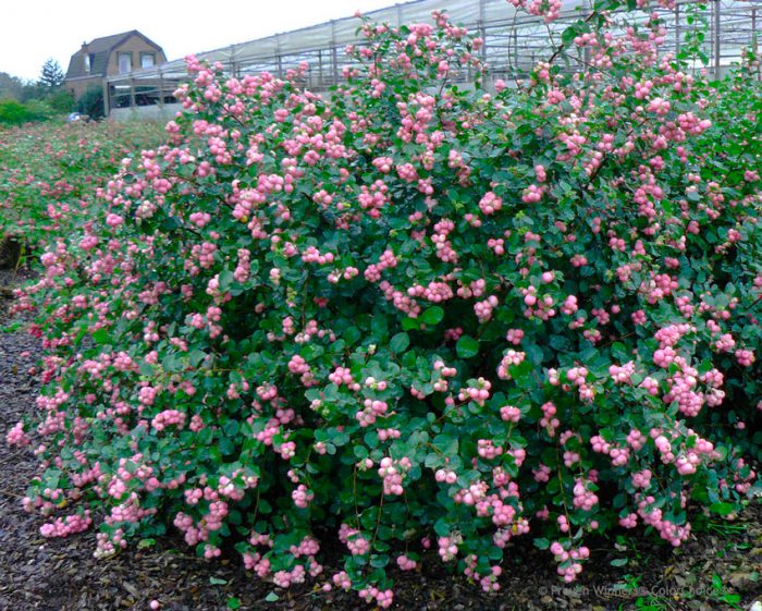 Snowberry