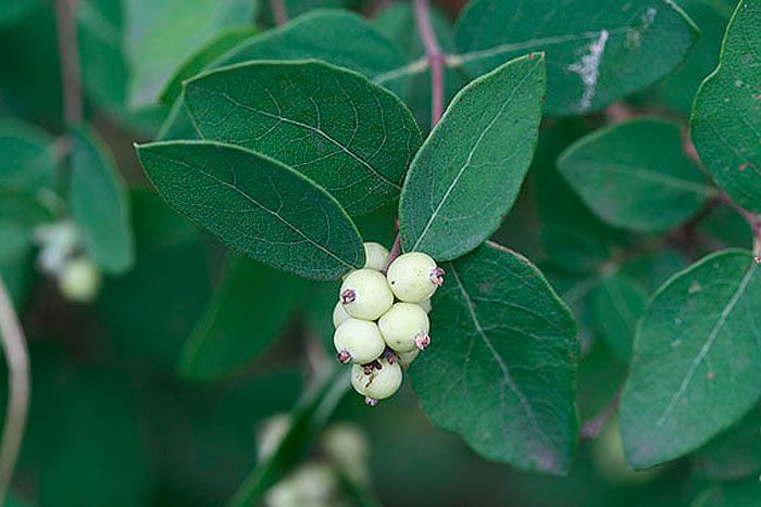 Snowberry