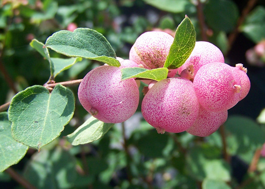Snowberry