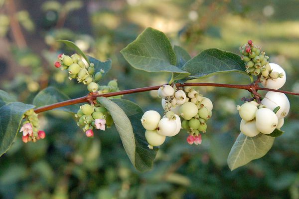 Snowberry