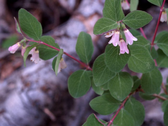Snowberry