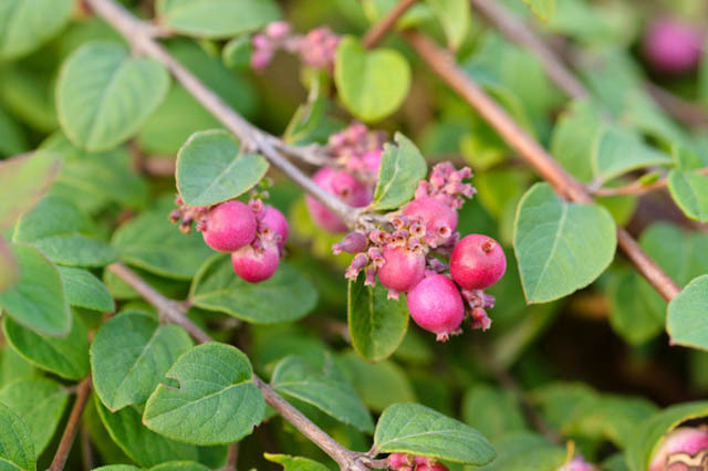 Snowberry