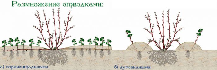 Snowberry