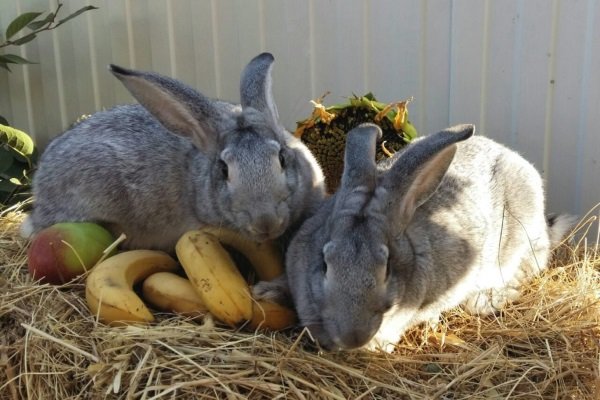 Содержание и разведение воскрешенных кроликов. Почему они такие привлекательные?