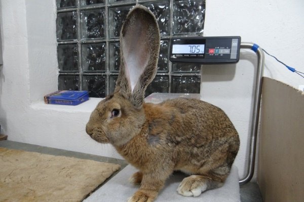Содержание и разведение воскрешенных кроликов. Почему они такие привлекательные?