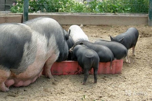 Разведение и разведение пузатых вьетнамских свиней