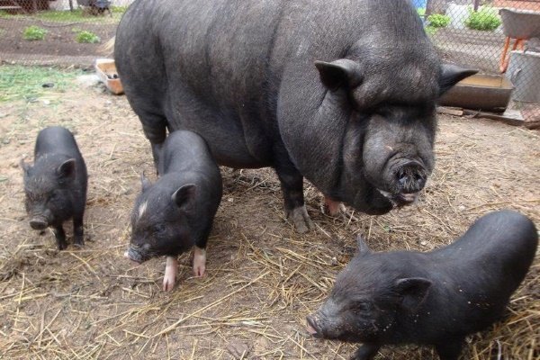 Разведение и разведение пузатых вьетнамских свиней