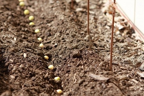 Сорта гороха амброзия: характеристика и выращивание