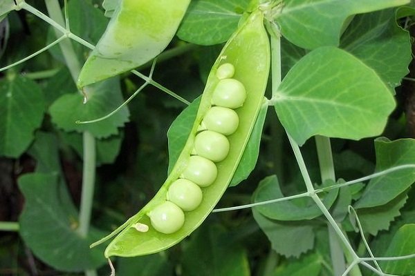 Сорта гороха амброзия: характеристика и выращивание