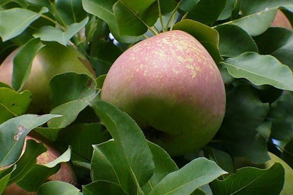 Сорта груши - Мрамор: описание, выращивание и выращивание