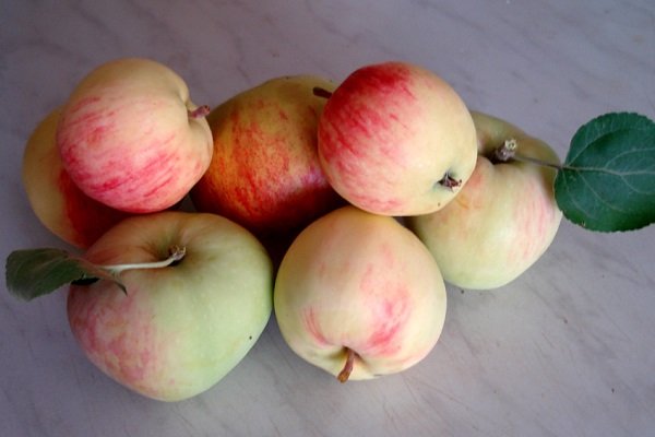Сорт Apple Spa - особенности и особенности выращивания