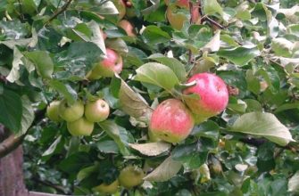 Сорт Яблочный спас — характеристики и особенности выращивания
