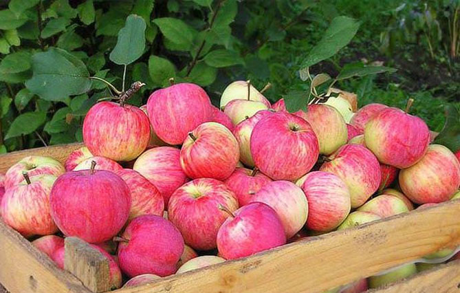 Сорта яблони Штрифель (Стрейфлинг, Полосатая осенняя) - описание популярной яблони, фото