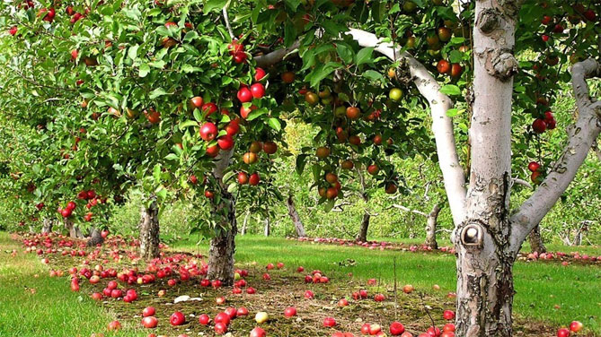 Сорта яблони Штрифель (Стрейфлинг, Полосатая осенняя) - описание популярной яблони, фото