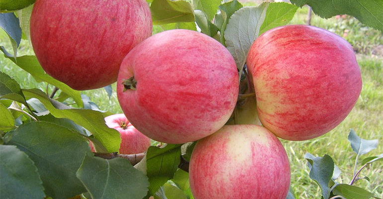 Сорт яблок Штрифель (Штрейфлинг, Осеннее полосатое) – описание популярной яблони, фото