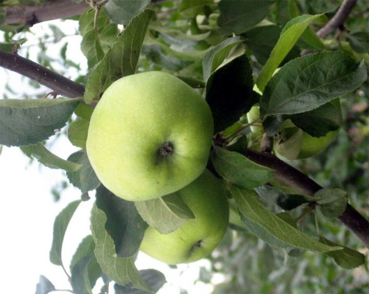 Сорт яблок Антоновка обыкновенный - описание, морозостойкость, фото, отзывы