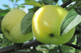 Сорт яблони Антоновка обыкновенная – описание, морозостойкость, фото, отзывы