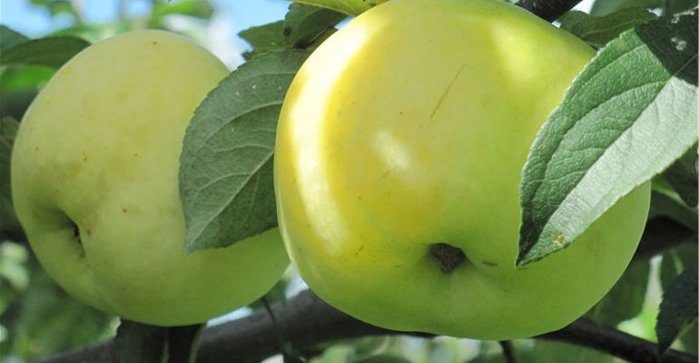 Сорт яблони Антоновка обыкновенная – описание, морозостойкость, фото, отзывы