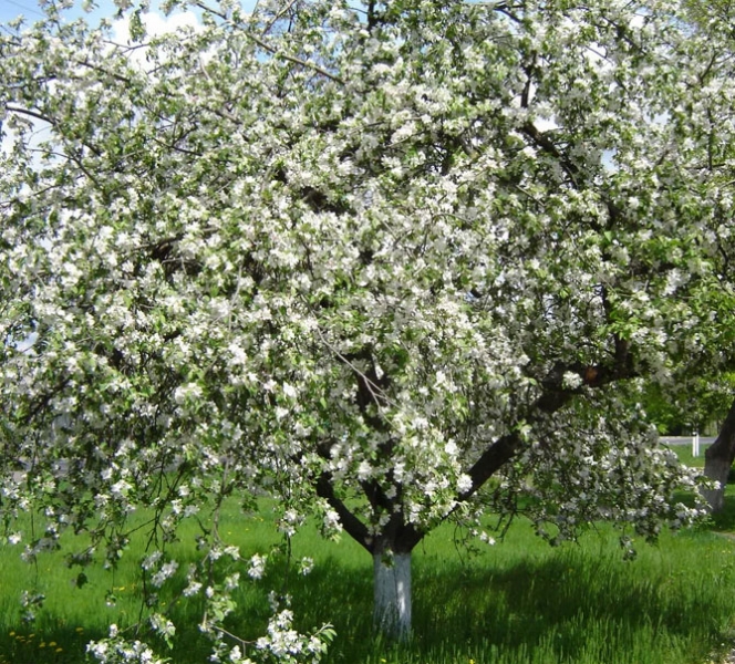 Сорт яблок Антоновка обыкновенный - описание, морозостойкость, фото, отзывы
