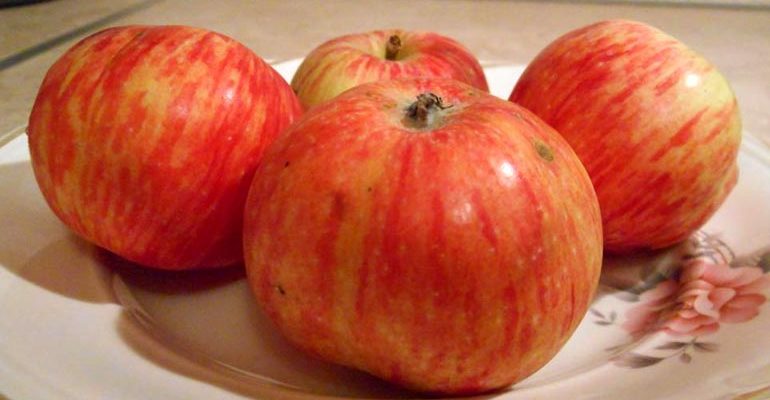 Сорт яблони Конфетное – описание и фото, отзывы садоводов
