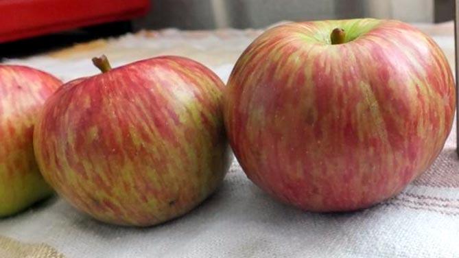 Сорта яблок Candy - описание и фото, отзывы садоводов