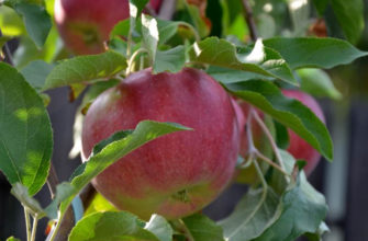 Сорт яблони Лигол – характеристика и описание, фото, отзывы садоводов
