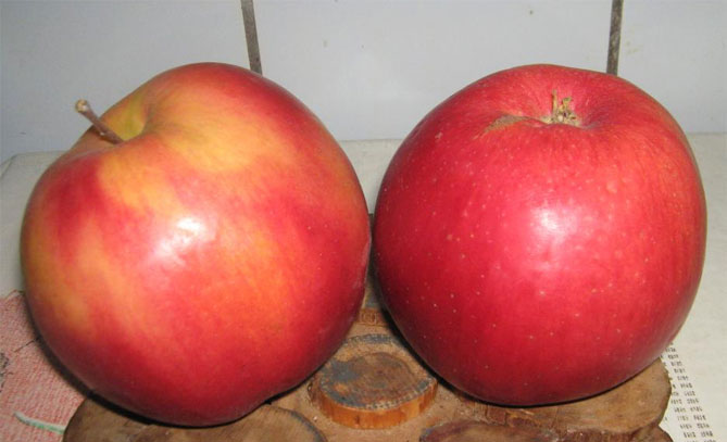 Сорта яблони Лигол - характеристика и описание, фото, отзывы садоводов