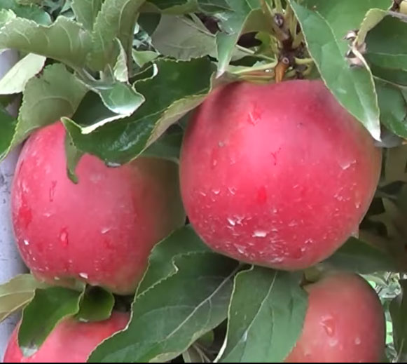 Сорта яблони Лигол - характеристика и описание, фото, отзывы садоводов