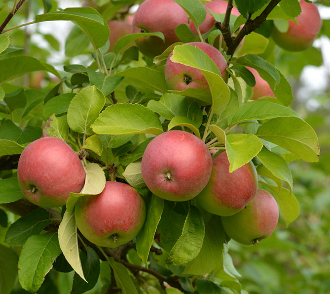 Сорта яблони Лобо - описание и фото, морозостойкость, отзывы