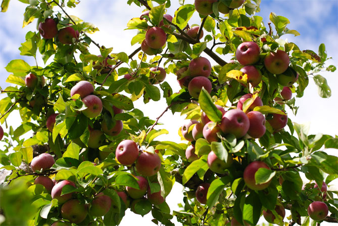 Сорта яблони Лобо - описание и фото, морозостойкость, отзывы