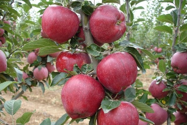 Сорта яблони Ред Чиф: особенности посадки и выращивания