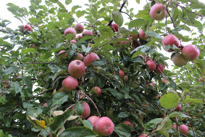 Сорт яблок Жигулевское - описание, морозостойкость, урожайность, фото и отзывы