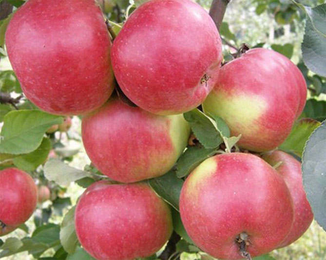 Сорт яблок Жигулевское - описание, морозостойкость, урожайность, фото и отзывы