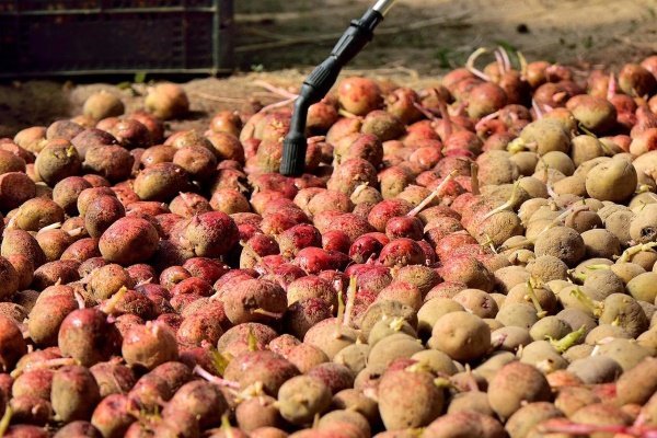Сорт картофеля Адретта: его характеристика и правила выращивания