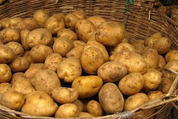 Сорт картофеля Адретта: его характеристика и правила выращивания