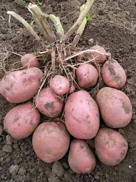 Сорт картофеля Беллароза - характеристика и описание, отзывы, вкус