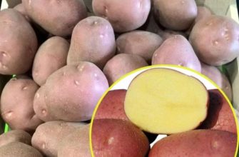 Сорт картофеля Беллароза – характеристика и описание, отзывы, вкусовые качества