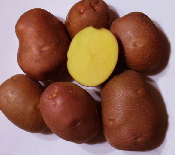 Сорт картофеля Беллароза - характеристика и описание, отзывы, вкус
