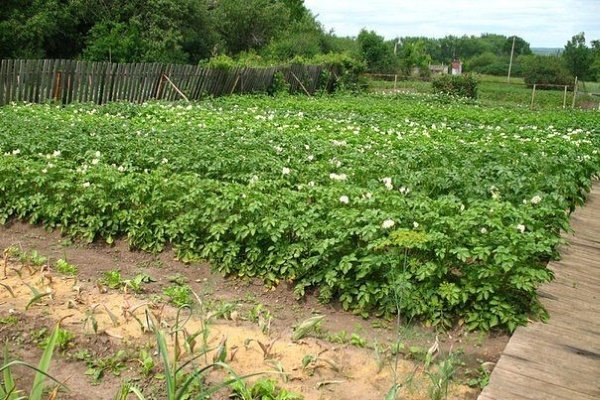 Сорт картофеля «Фермер»: описание, плюсы / минусы, выращивание и уход