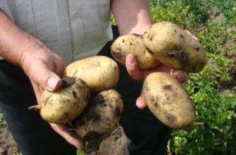 Сорт картофеля «Фермер»: описание, плюсы/минусы, выращивание и уход