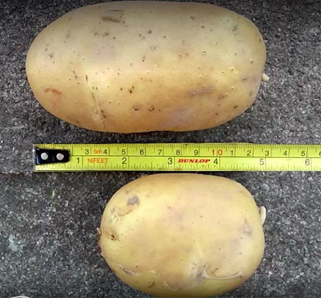 Сорта картофеля Гала - характеристика, описание, вкус, отзывы