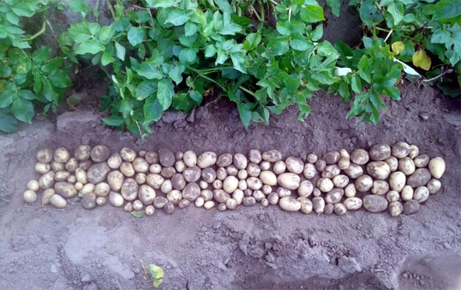Сорта картофеля Гала - характеристика, описание, вкус, отзывы