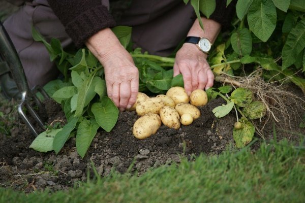 Сорт картофеля «Гала»: характеристики, качества и выращивание